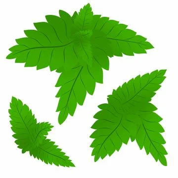 Set of green mint leaves.Vector graphics. Illustrazione stock