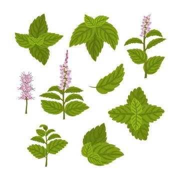 Set of Green Mint or Peppermint Fresh Leaf collection, Blossoming Flower, S.. Stock Illustration