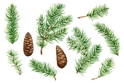 Set of green natural forest pine cone and branchs, Isolated on white Stock Illustration