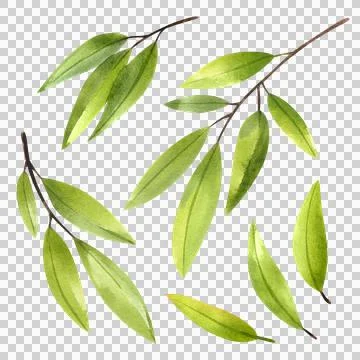 Set of green olive branches, isolated watercolor illustration. Hand drawn Stock Illustration