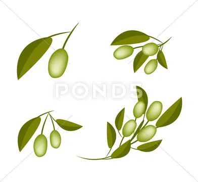 Set of Green Olives on A Branch Stock Illustration