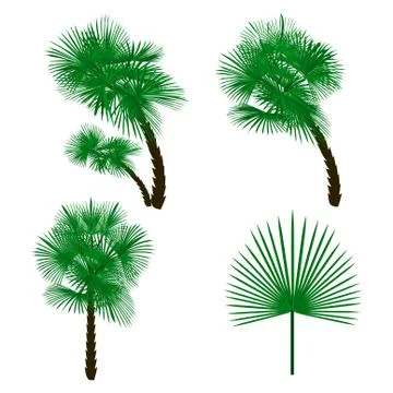 Set green palm tree isolated on white background. illustration Stock Illustration