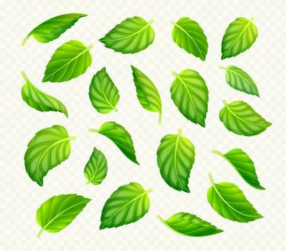 Set of green tea or mint leaves isolated Stock Illustration