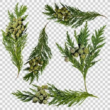 Set of Green Thuja Branches with Cones Isolated on Transparent Background Stock Photos