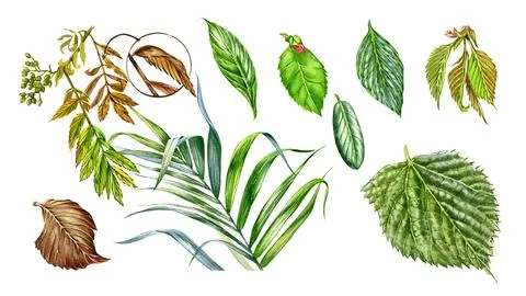 Set green tree leaves isolated on white background. Watercolor hand drawing Stock Illustration