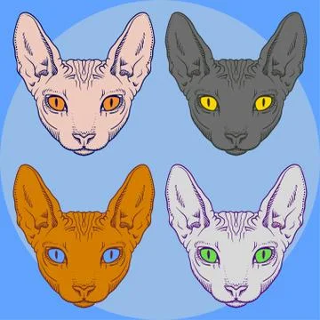 Set of hairless sphinx cat set face graphics, outline Stock Illustration