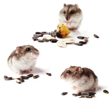 Set of hamsters with grain on white background Stock Photos