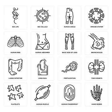 Set of Hand Bones, Human Fingerprint, Platelets, Fertilization, Large Intesti Selección de ilustraciones gratis