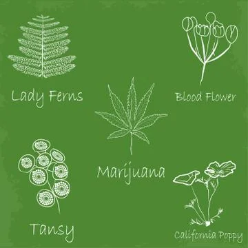 Set of hand draw medecinal herbs. Stock Illustration