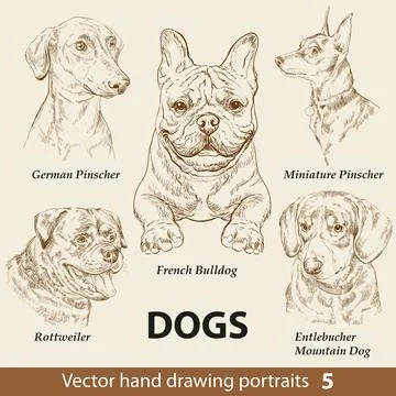 Set of hand drawing dogs part 5 vector illustration Stock Illustration