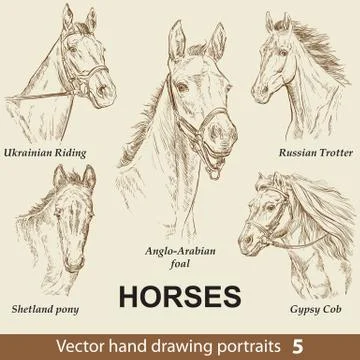 Set of hand drawing horses,part 5 Ilustración de archivo