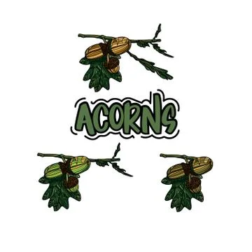 Set of hand drawn acorn on the branch. Stock Illustration