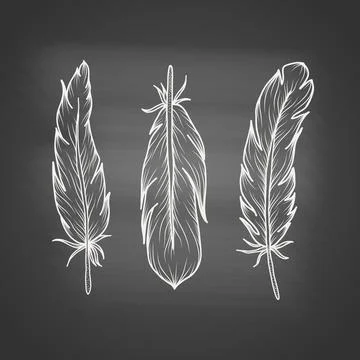 Set of hand drawn bird feathers on chalkboard. Hand drawn sketch background in Stock Illustration
