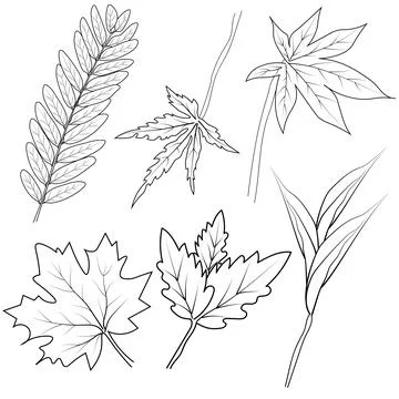 Set of hand-drawn black and white autumn falling leaves - rowan Stock Illustration