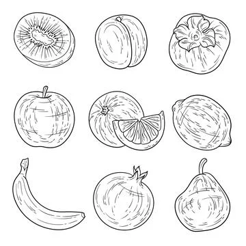 Set of hand-drawn black and white outlined fruits ink style Stock Illustration