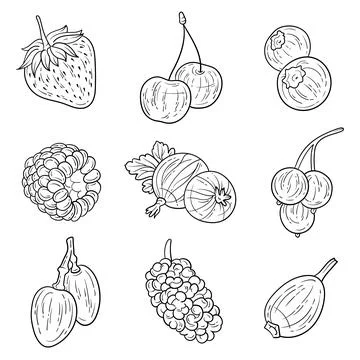 Set of hand-drawn black and white outlined berries ink style Stock Illustration