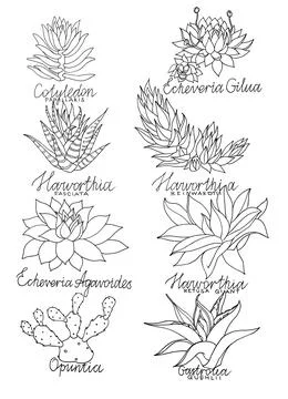 Set hand-drawn black marker succulent haworthia, echeveria, opuntia, aloe vera Stock Illustration