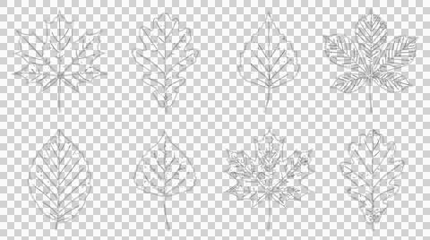 Set of hand drawn botanical leaf sketches isolated on white background Stock Illustration