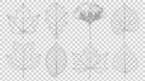 Set of hand drawn botanical leaf sketches isolated on white background Stock Illustration
