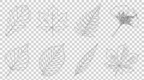 Set of hand drawn botanical leaf sketches isolated on white background Stock Illustration