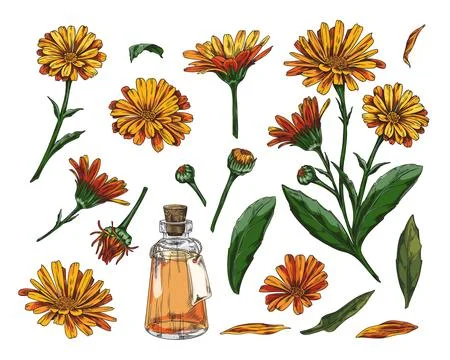 Set of hand-drawn calendula flower elements in color. Stock Illustration