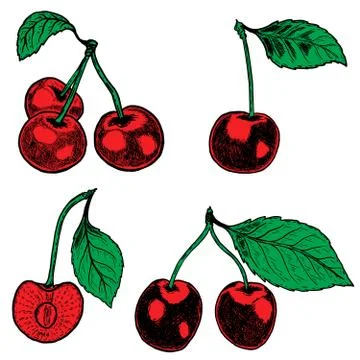 Set of hand drawn cherry. Design elements for poster, menu. Vect 库存插图