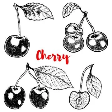 Set of hand drawn Cherry illustrations on white background. Desi Stock Illustration