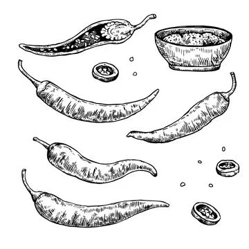 Set of hand drawn chili pepper with various elements. Vector illustration i.. Stock Illustration