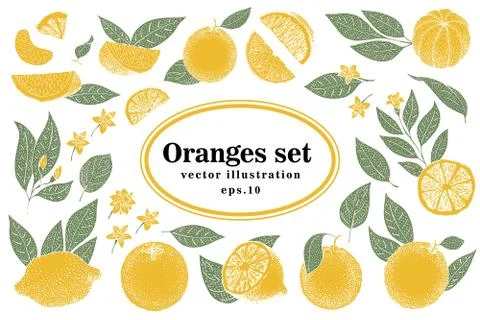 Set of hand drawn citrus illustrations, whole and cut oranges with leaves in Stock Illustration