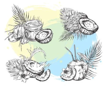 Set of hand drawn coconuts with palm leaf, vector sketch of tropical coconut Stock Illustration