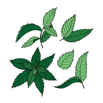 Set of hand drawn colored leaves in doodle style Stock Illustration