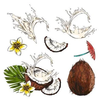 Set of hand drawn colorful coconuts, milk, leaf and flowers sketch style Stock Illustration