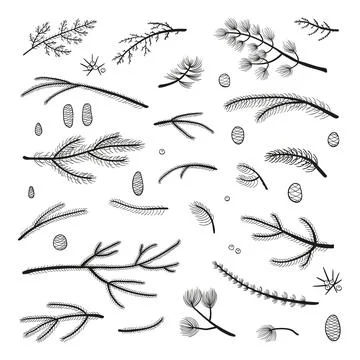 Set of hand drawn coniferous branches. Stock Illustration