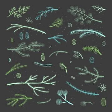Set of hand drawn coniferous branches. イラスト素材