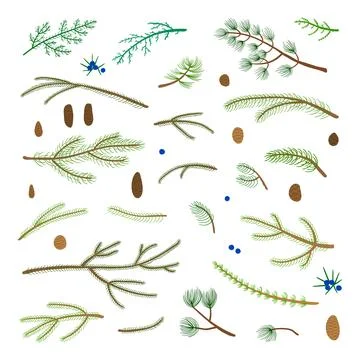 Set of hand drawn coniferous branches. Stock Illustration