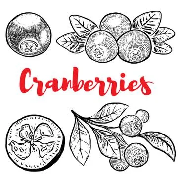 Set of hand drawn cranberries isolated on white background. Desi Stock Illustration