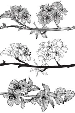 Set of hand drawn decorative cherry blossoms, design elements Stock Illustration