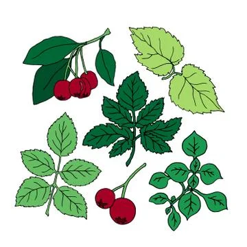 Set of hand drawn different berries and leaves Stock Illustration