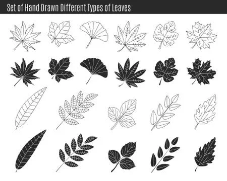 Set of hand drawn different types of leaves. Stock Illustration