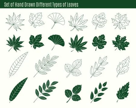Set of hand drawn different types of leaves. Stock Illustration