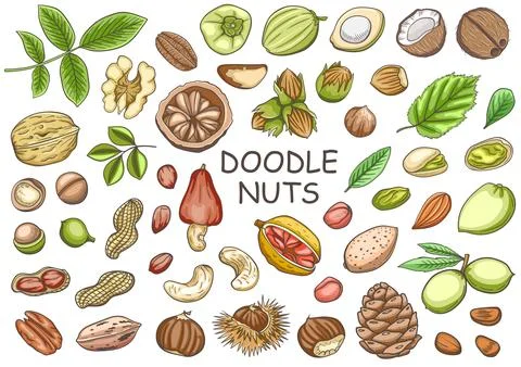 Set of hand drawn doodle nuts. Stock Illustration