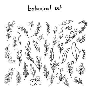 Set of Hand drawn doodle vector leaves and branches. Floral, botanical plant Stock Illustration