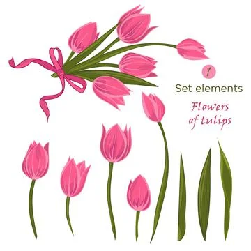 Set of hand-drawn elements for bouquet of pink tulips Stock Illustration