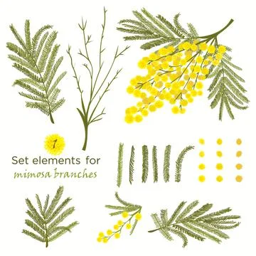 Set of hand-drawn elements for branches of mimosa Stock Illustration