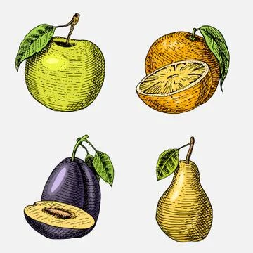 Set of hand drawn, engraved fresh fruits, vegetarian food, plants, vintage Stock Illustration