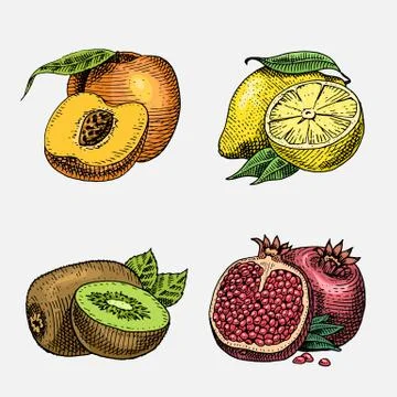Set of hand drawn, engraved fresh fruits, vegetarian food, plants, vintage Stock Illustration