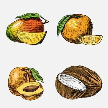 Set of hand drawn, engraved fresh fruits, vegetarian food, plants, vintage Stock Illustration