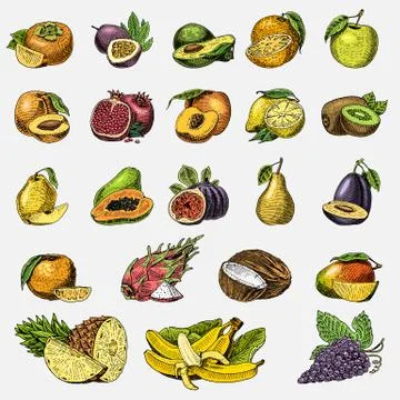 Set of hand drawn, engraved fresh fruits, vegetarian food, plants, vintage Stock Illustration