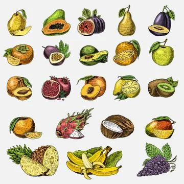 Set of hand drawn, engraved fresh fruits, vegetarian food, plants, vintage Stock Illustration