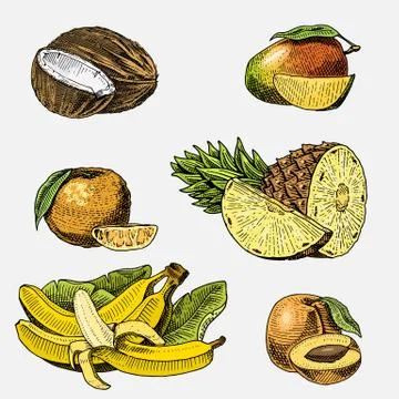Set of hand drawn, engraved fresh fruits, vegetarian food, plants, vintage Stock Illustration